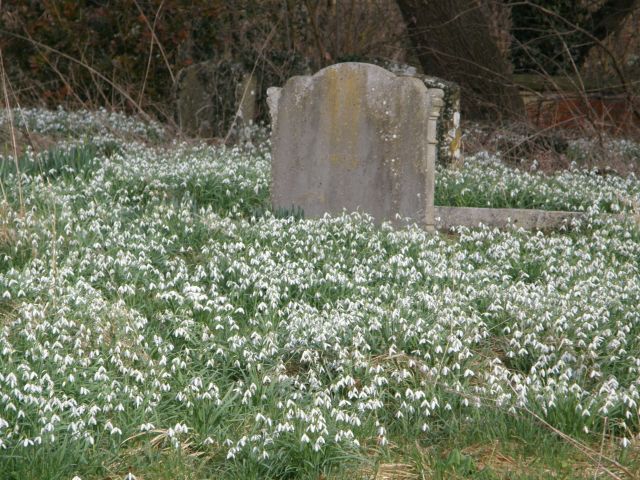 snowdrops